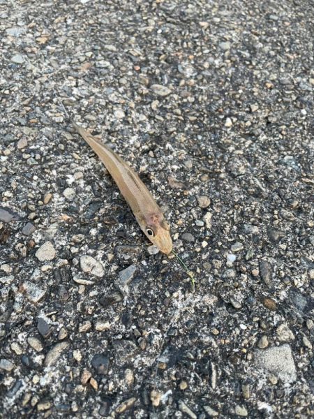 今年初のキス釣り