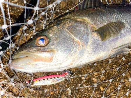 リアル魚鱗はシーバスも狂わせるにゃ！