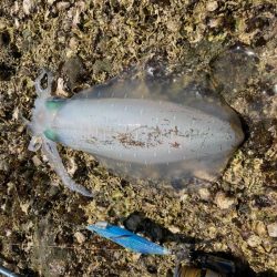 え！もう夏イカ　春イカどこ行ったー