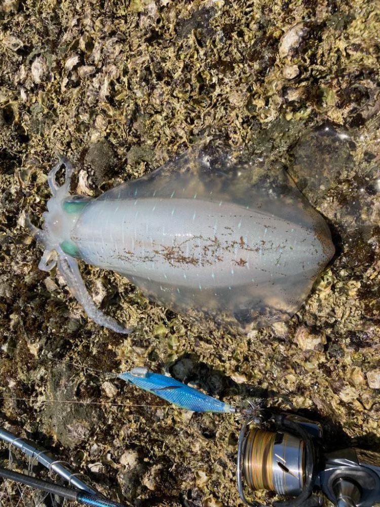 え！もう夏イカ　春イカどこ行ったー