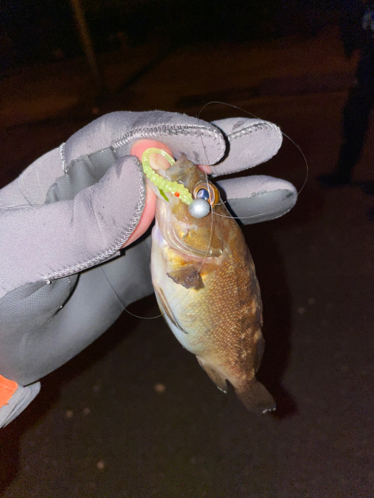 久々のライトゲーム