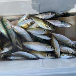 アジが連発‼️…