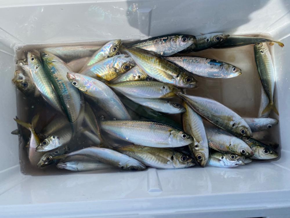 アジが連発‼️