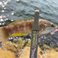 ミニばっかり(^^;)