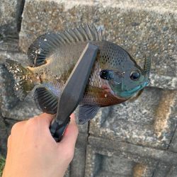 滋賀の初釣果・・・