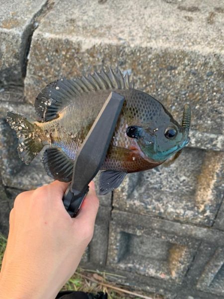 滋賀の初釣果・・・