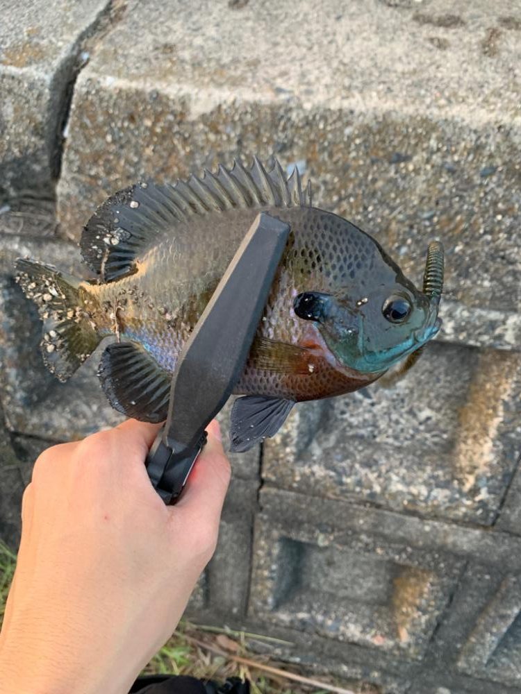 滋賀の初釣果・・・