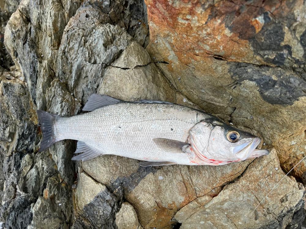 波高いしボーッとリーリングしてたらドカーン‼️