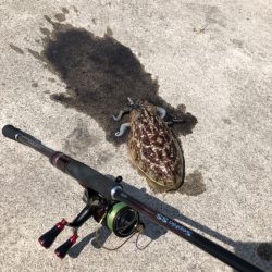 ダラダラした潮の中でのエギング！