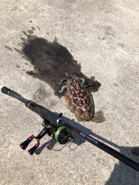 ダラダラした潮の中でのエギング！