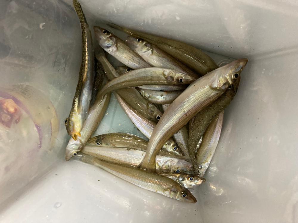 投げ釣り