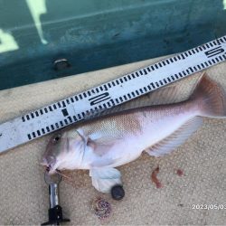 20230503 橘湾〜伊島沖タイラバ