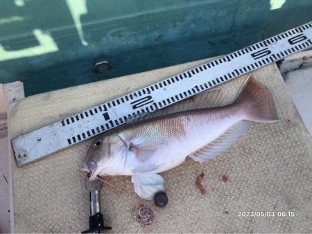 20230503 橘湾〜伊島沖タイラバ