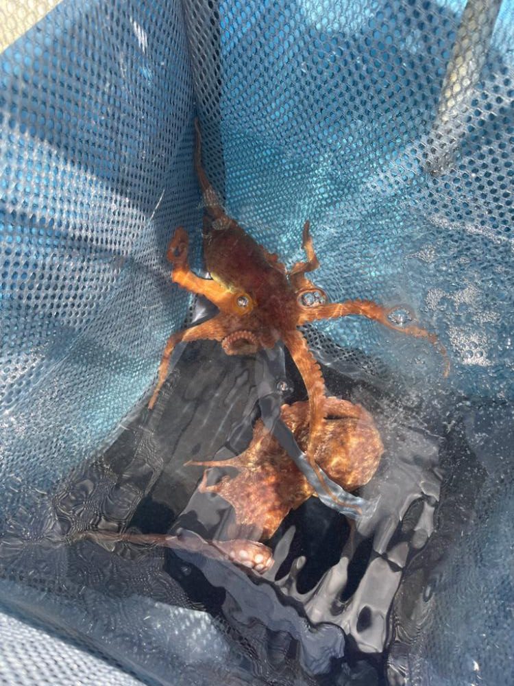 明石タコ解禁2日目