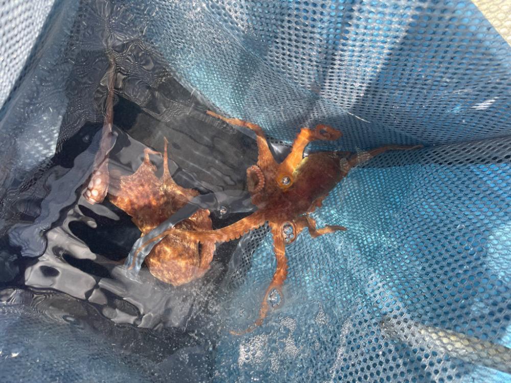 明石タコ解禁2日目