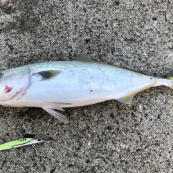 ショアジギング・アジング