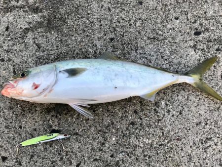 ショアジギング・アジング