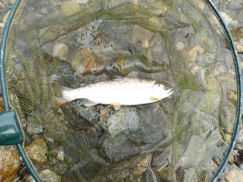 美山アマゴ釣行第4戦