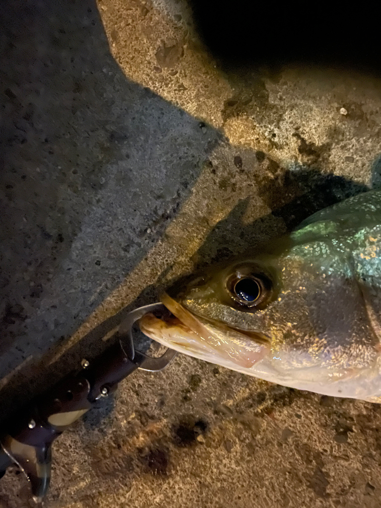 バチパターン開幕