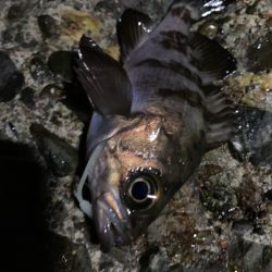 メバル狙いのはずが