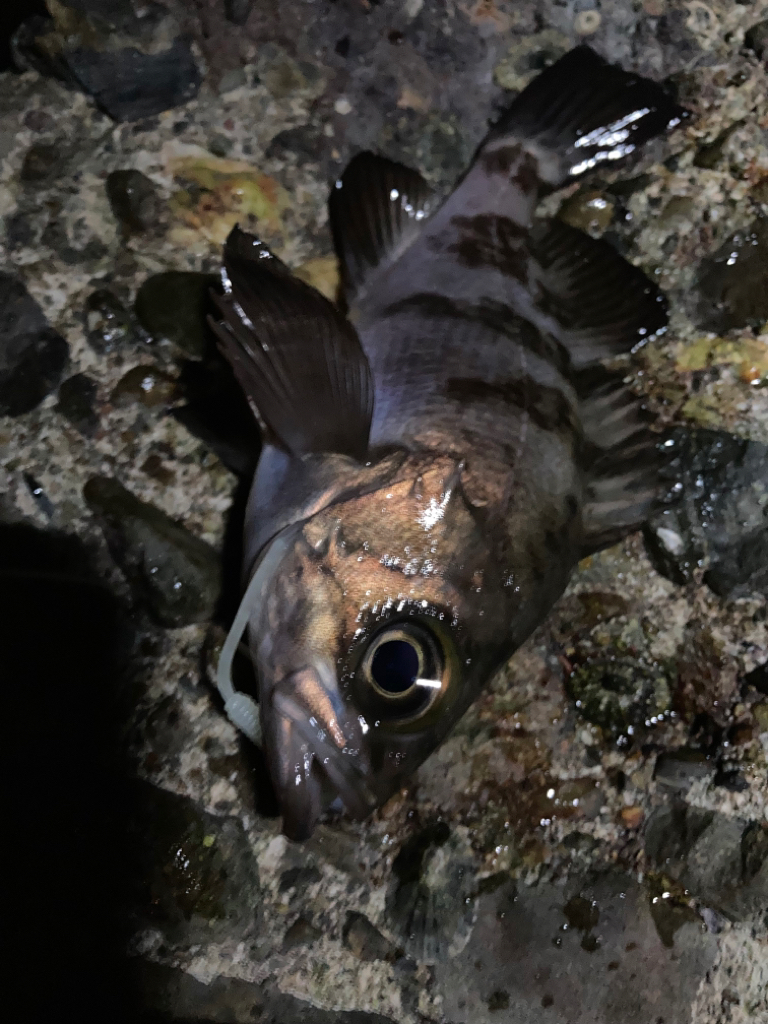 メバル狙いのはずが