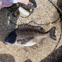 波止フカセ  河豚だらけ！