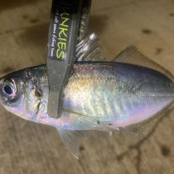 今日から5月！今夜もアジを探して。