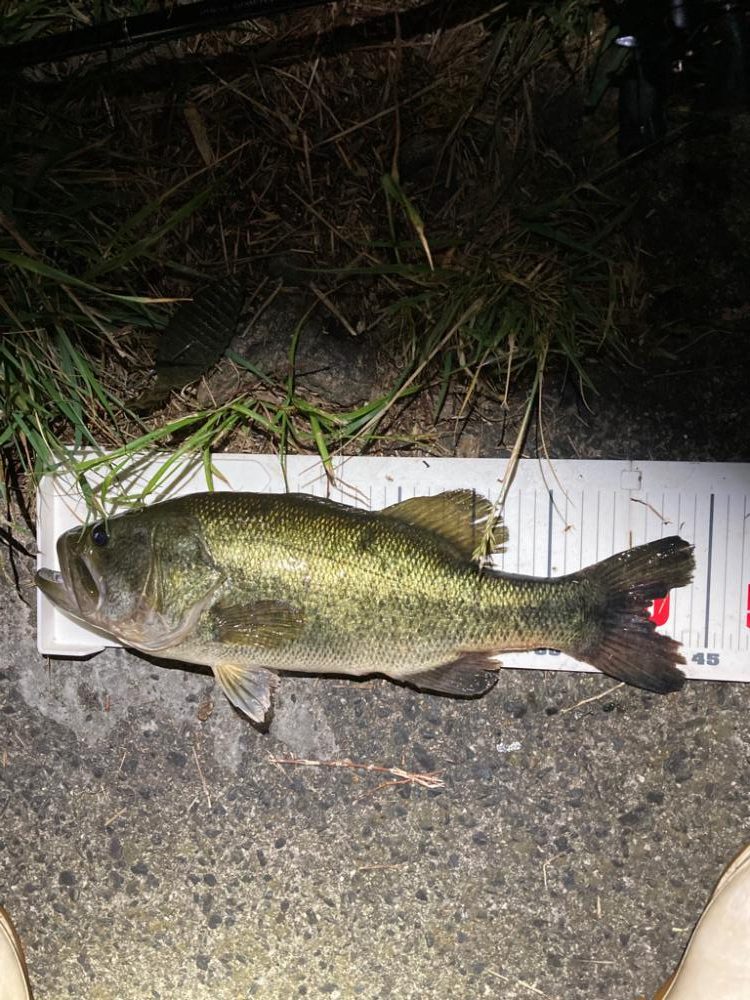 アフターにはブルフラ4.8！！