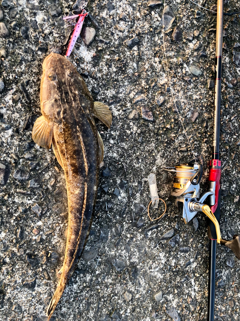 型はまだ(マゴチ)