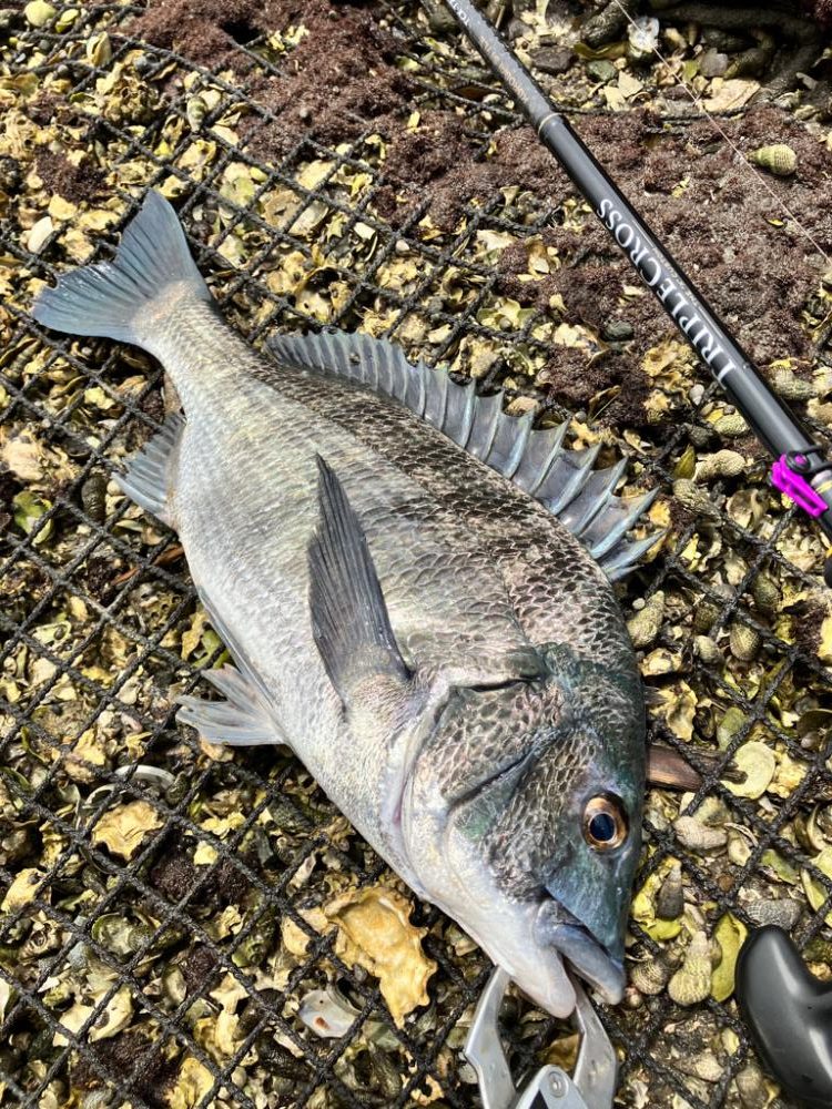 今年もチニングはじめました！