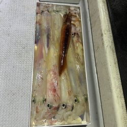 今シーズン初イカメタル