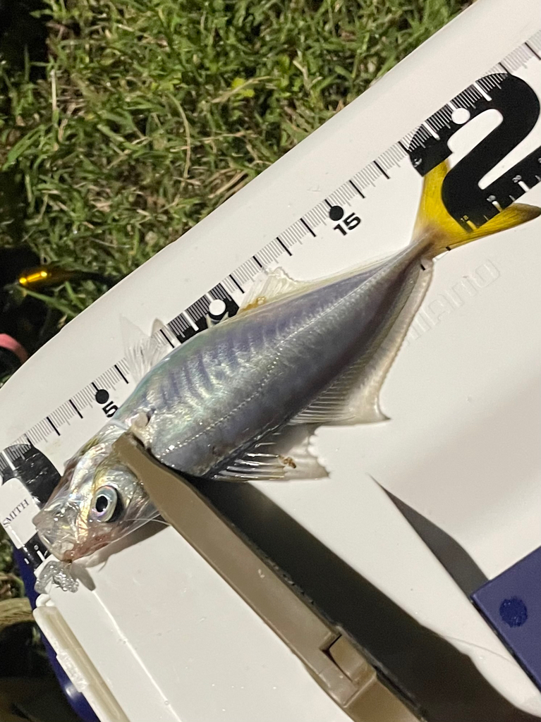 ジグ単de〜アジング！成銀のアジ達^ ^