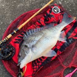 ヘチってきました