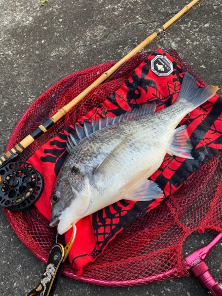 ヘチってきました