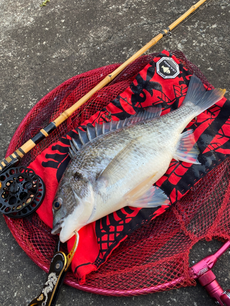 ヘチってきました