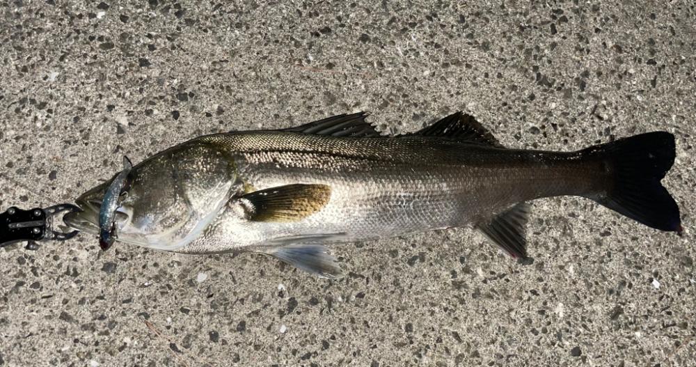 シーバスゲーム