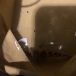 舞洲アジングのつもりが…