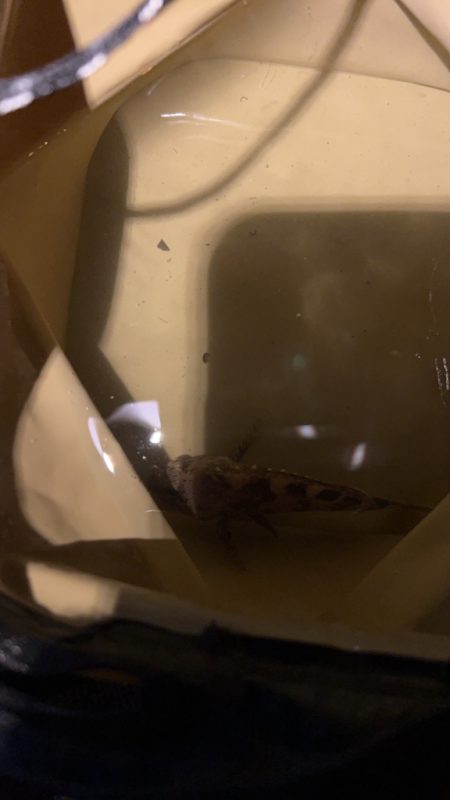 舞洲アジングのつもりが…