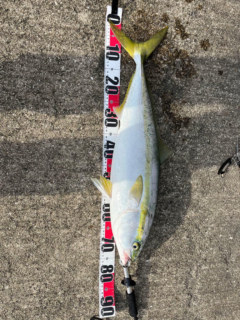 青物の引き最高！