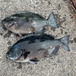 柏島フカセ釣り釣行