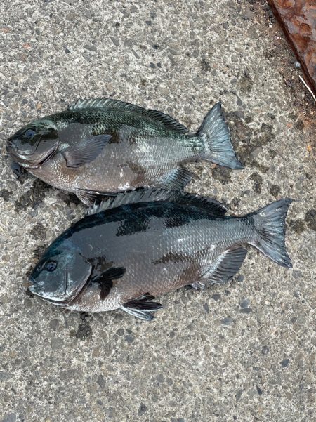 柏島フカセ釣り釣行