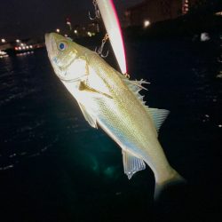 シーバス稚魚は元気よく