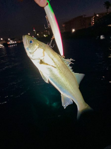 シーバス稚魚は元気よく