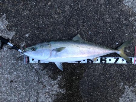 もう終わり⁉︎明石の春ブリ元…