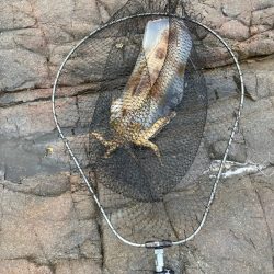 ２キロオーバー