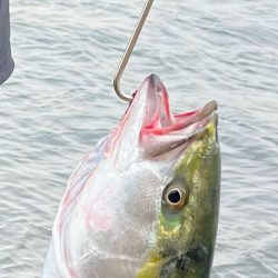 メジロ夫婦でGET