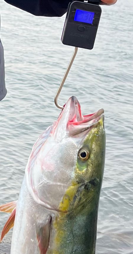 メジロ夫婦でGET