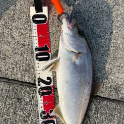 入野漁港が釣り禁止🈲なので…