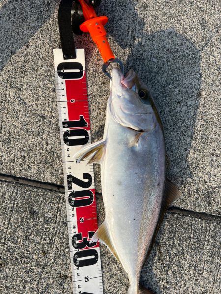 入野漁港が釣り禁止🈲なので…