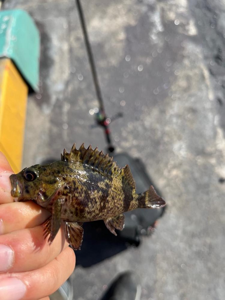 四日市、根魚祭り+1